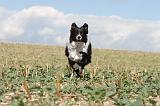 BORDER COLLIE 067